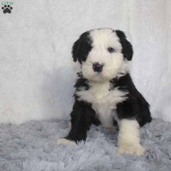 Bethany, Sheepadoodle Puppy